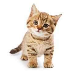 Ethereum Cute Cat Farm