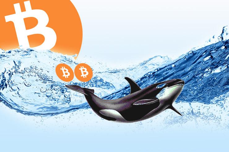 Bitcoin Whales Make Movements In Anticipation Of Bullish Run