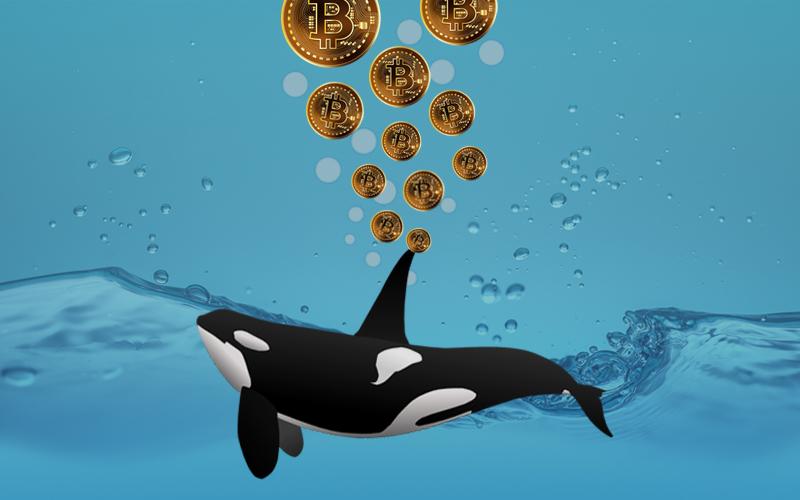 Bitcoin Whales Are Rising As Bitcoin Halving Approaches