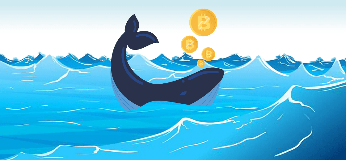 Bitcoin Whales Shifts Million Dollar Worth Cryptocurrencies After Experiencing Drop-In Price