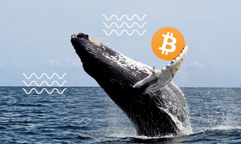 Bitcoin whale $500 million BTC