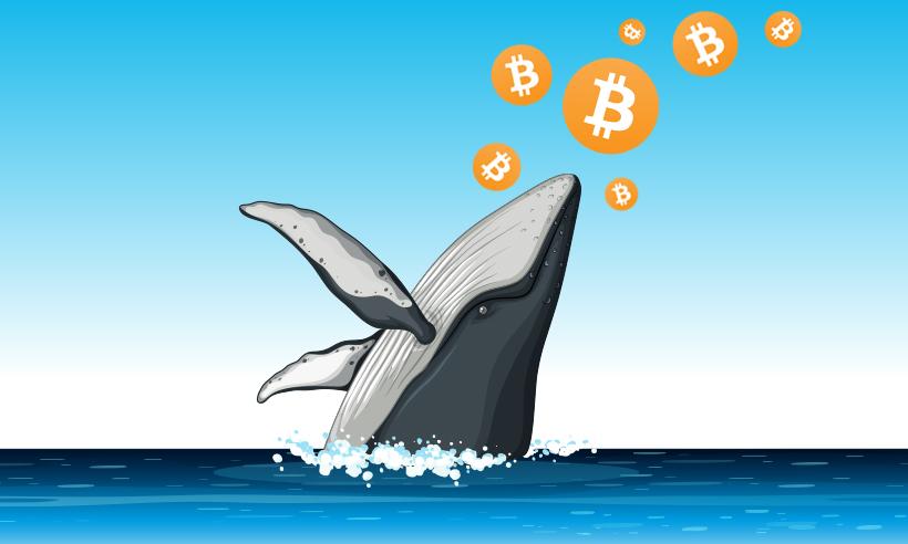 Crypto Whale 262 Bitcoin