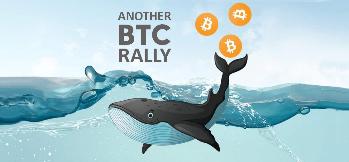 Surge in Bitcoin Whale Holdings Indicates Another BTC Rally