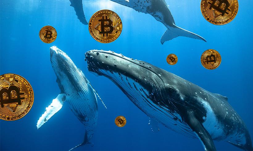 Whales Amass 90,000 BTC in 25 Days, Own 50% Share of Total Circulation