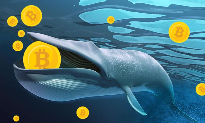 Bitcoin Whales are Buying More BTC Amid the Recent Dip: Santiment