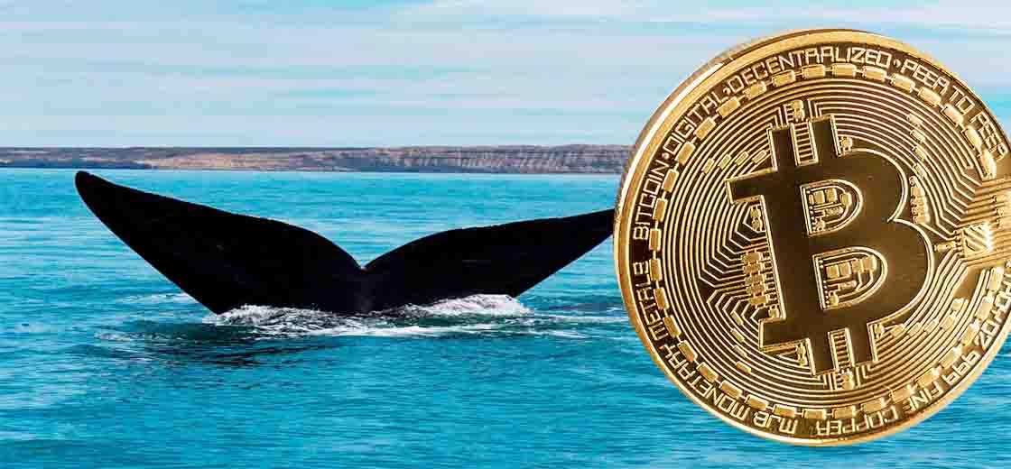 Bitcoin Whales BTC