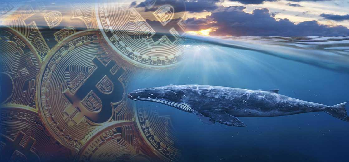Whale Alert Bitcoin Wallet