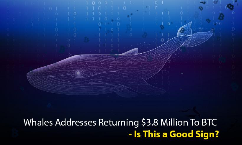 Whales Addresses Returning $3.8 Million To BTC - Is This Good Sign?